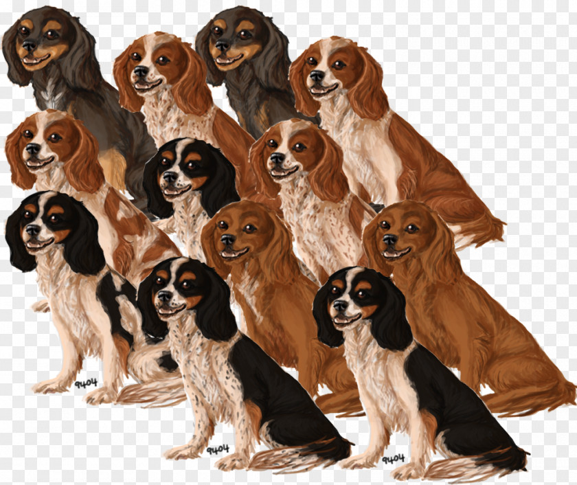 Cavalier King Charles Spaniel Drentse Patrijshond Dog Breed Companion PNG