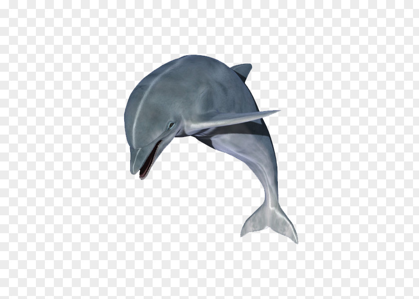 Dolphin Puppy Clip Art PNG
