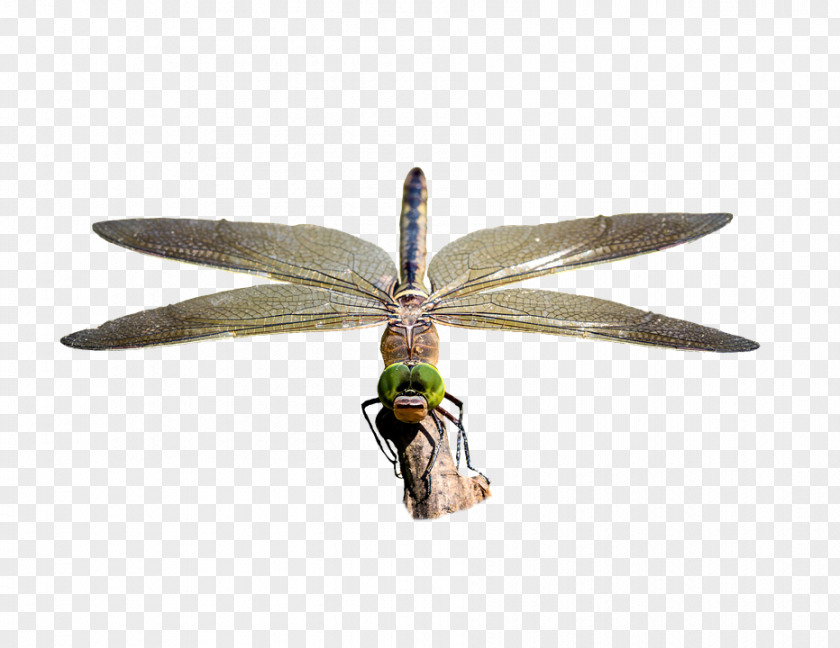 Dragonfly Image Stock.xchng Pixabay Photography PNG
