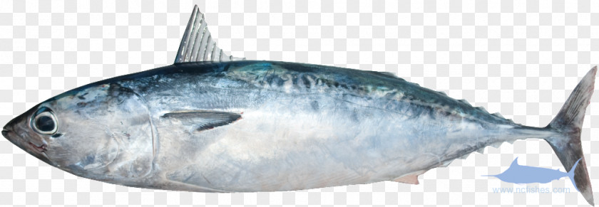 Fish Sardine Mackerel Thunnus Products Atlantic Bonito PNG