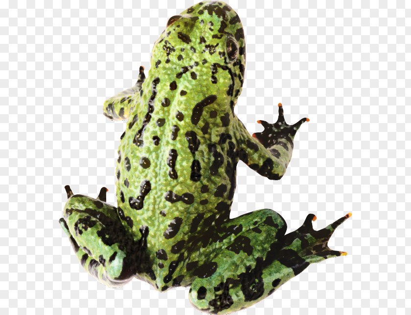 Frog Clip Art Amphibians Transparency PNG