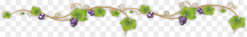 Grape Vines Floral Design Green PNG