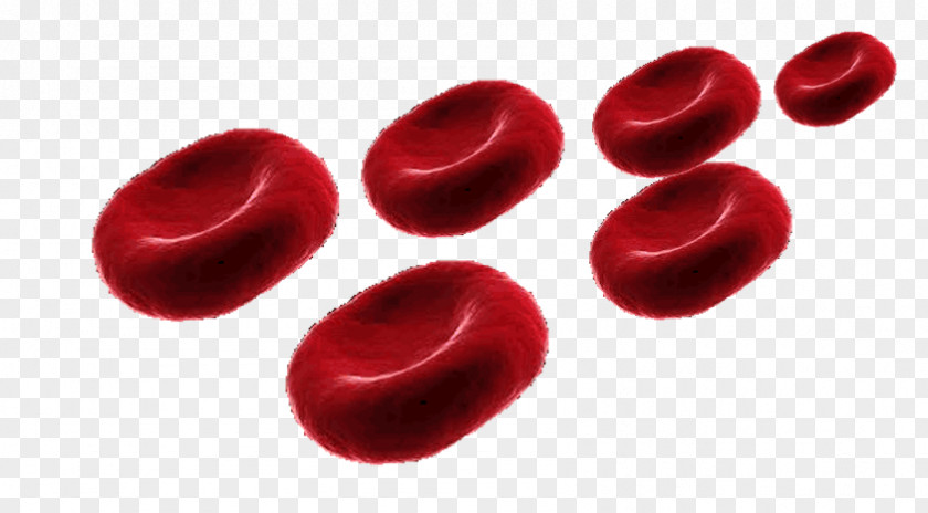 Immune System Red Blood Cell Alveolar Cells Pulmonary Alveolus PNG