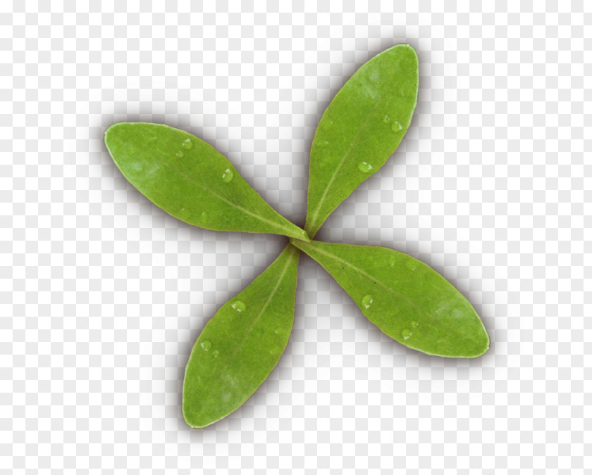 Leaf Plant Stem PNG