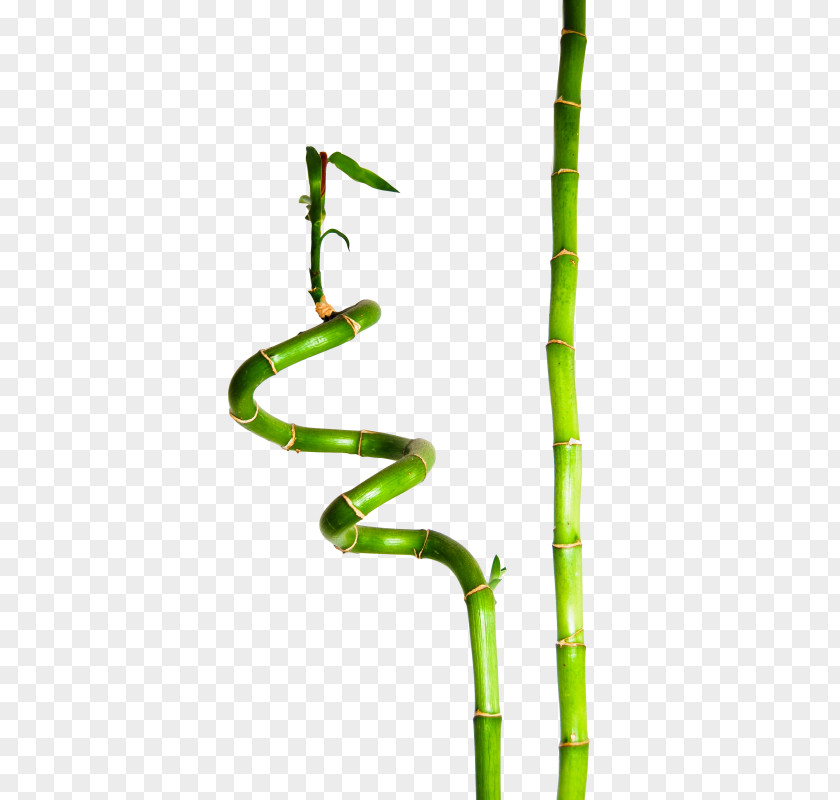 Lucky Bamboo Bambusa Plant Henon PNG