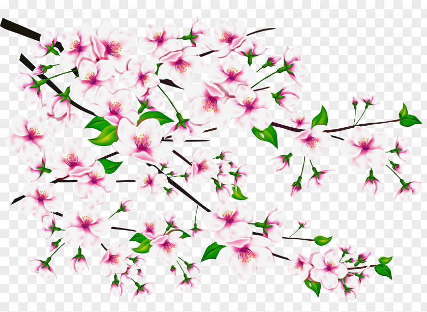 Petal Cut Flowers Floral Spring PNG