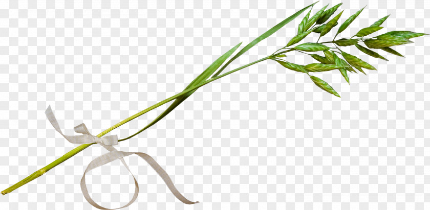 Rattan Vine PNG