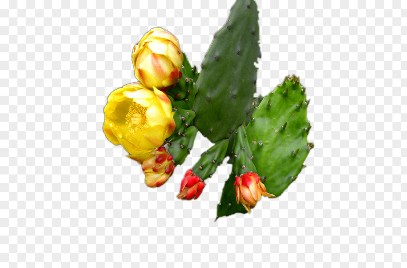 Cactus Yellow Flowers Cactaceae Succulent Plant Google Images Flower PNG