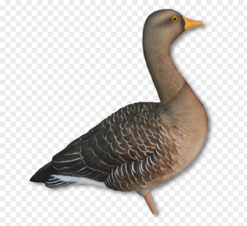 Duck Mallard Greylag Goose Dangate PNG