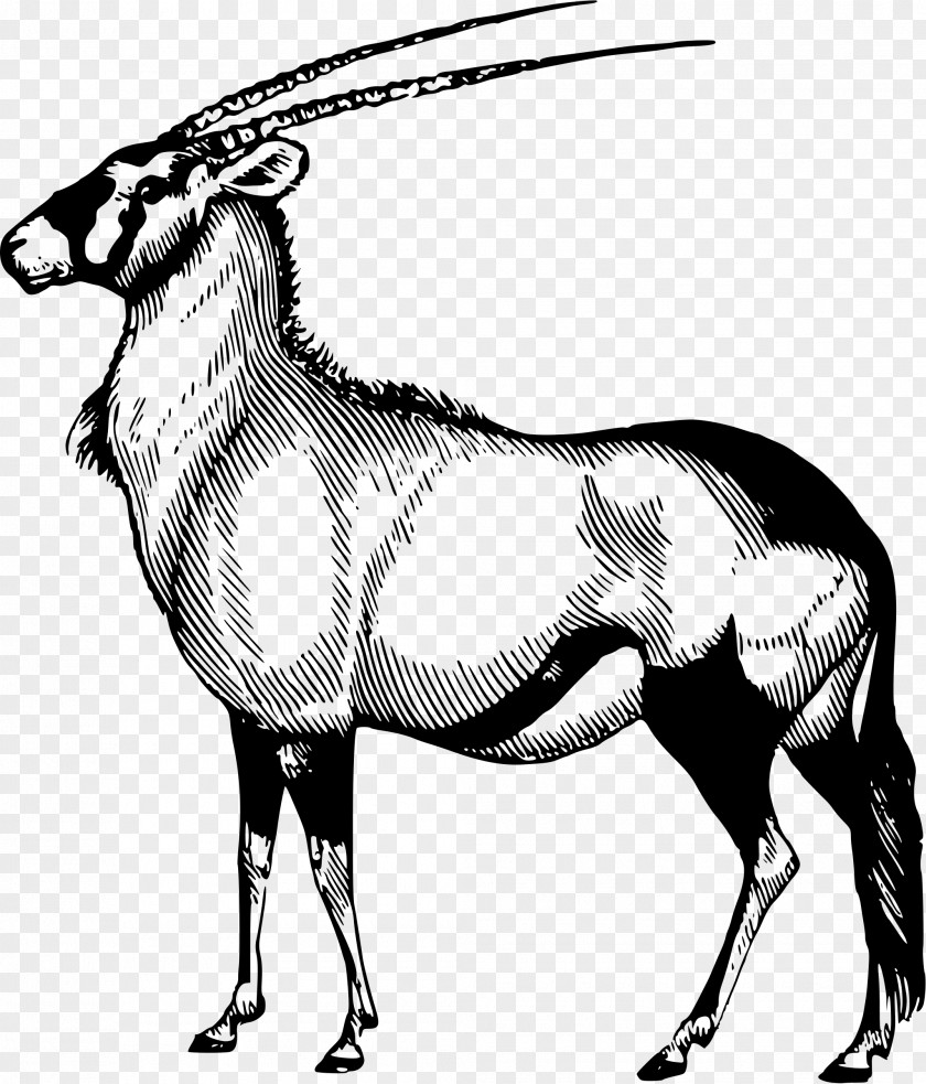 Gazelle Gemsbok Arabian Oryx Antelope Scimitar PNG