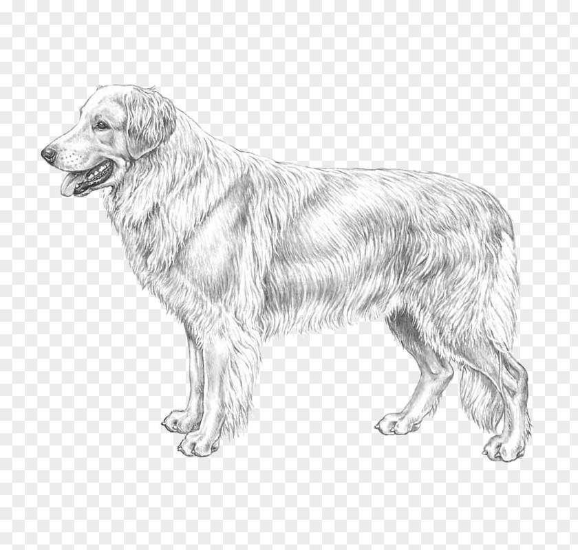 Golden Retriever Dog Breed Hovawart Standard Schnauzer German Pinscher PNG