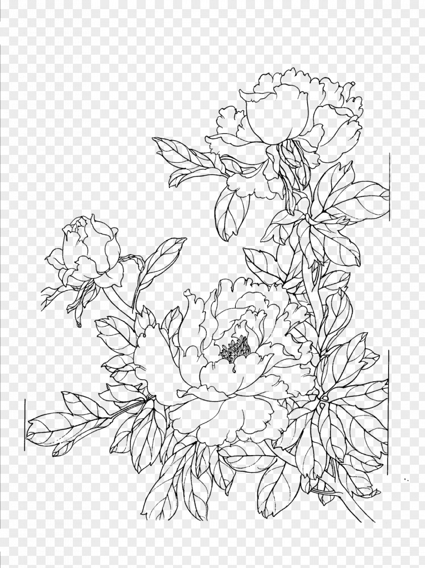 Peony Flower Line Drawing PNG
