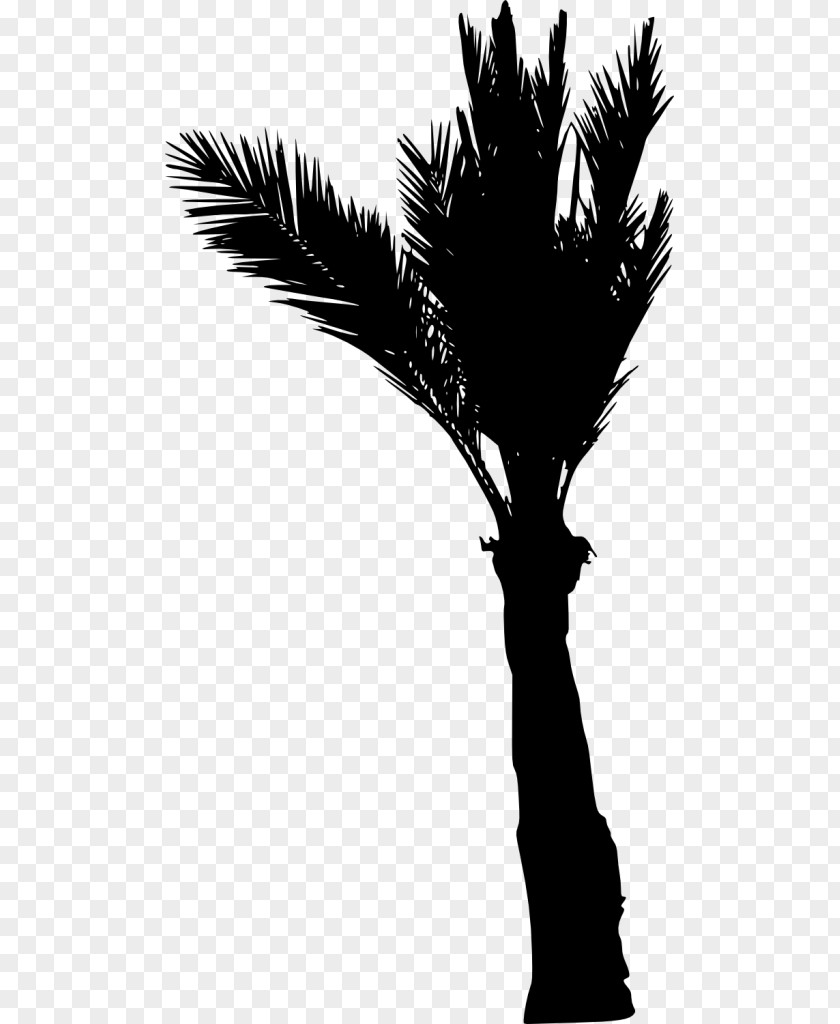 Silhouette Asian Palmyra Palm Arecaceae Black And White PNG