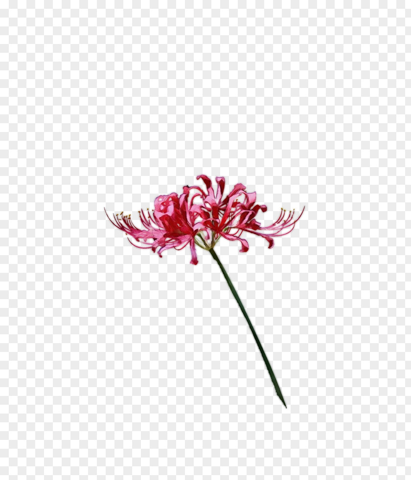 Wildflower Plant Stem Flower Flowering Pink Amaryllis Family PNG
