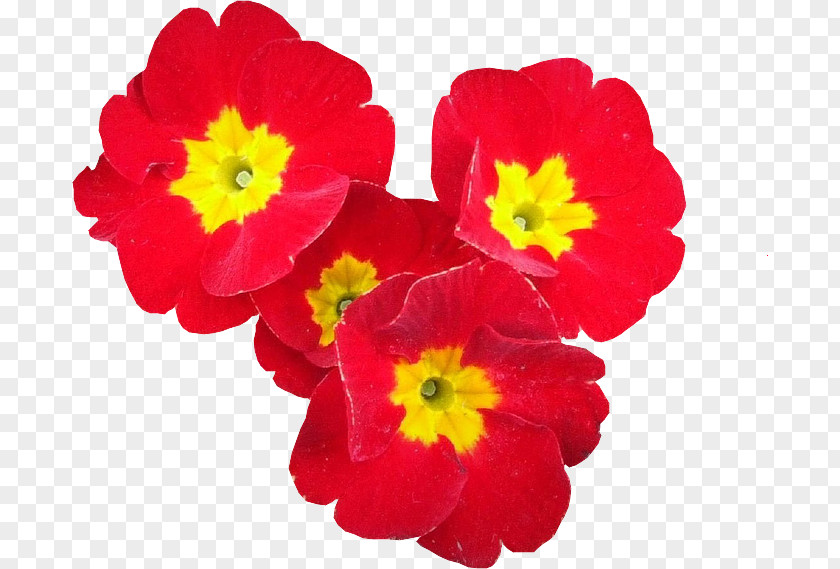 Flower Red Yellow No Petal PNG