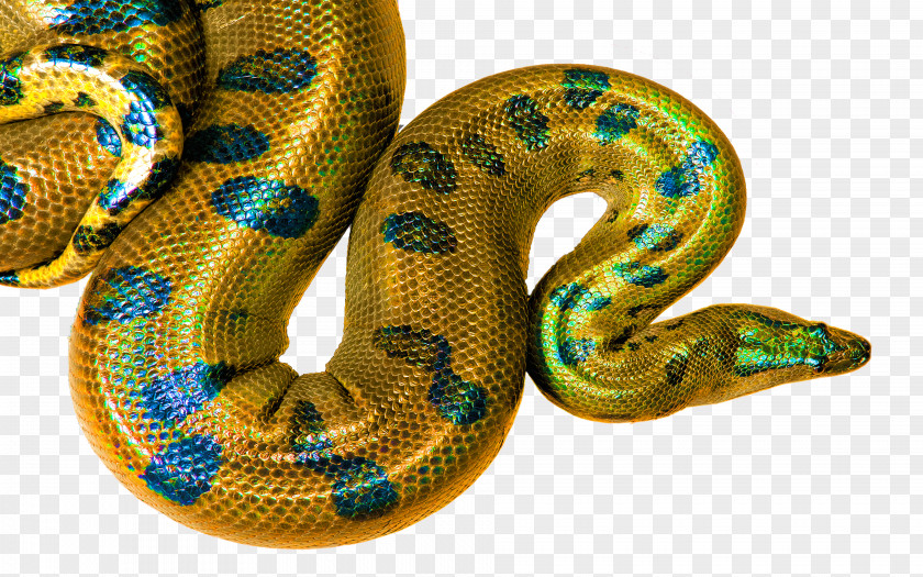 Golden Snake Boa Constrictor Desktop Wallpaper Display Resolution High-definition Television PNG