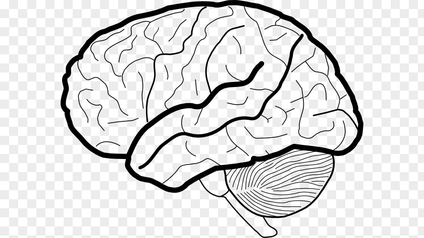 Outline Of The Human Brain Working Memory Coloring Book Clip Art PNG