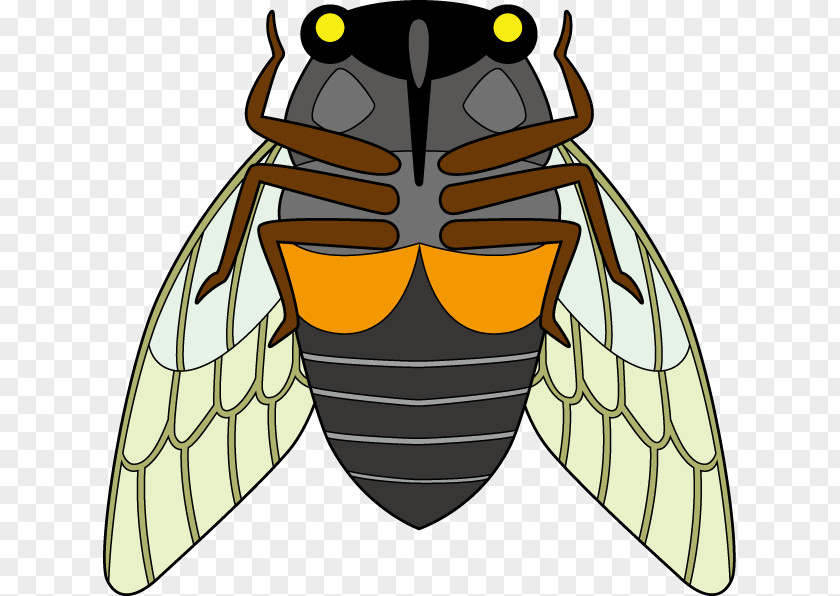 Bee Honey True Bugs Clip Art PNG