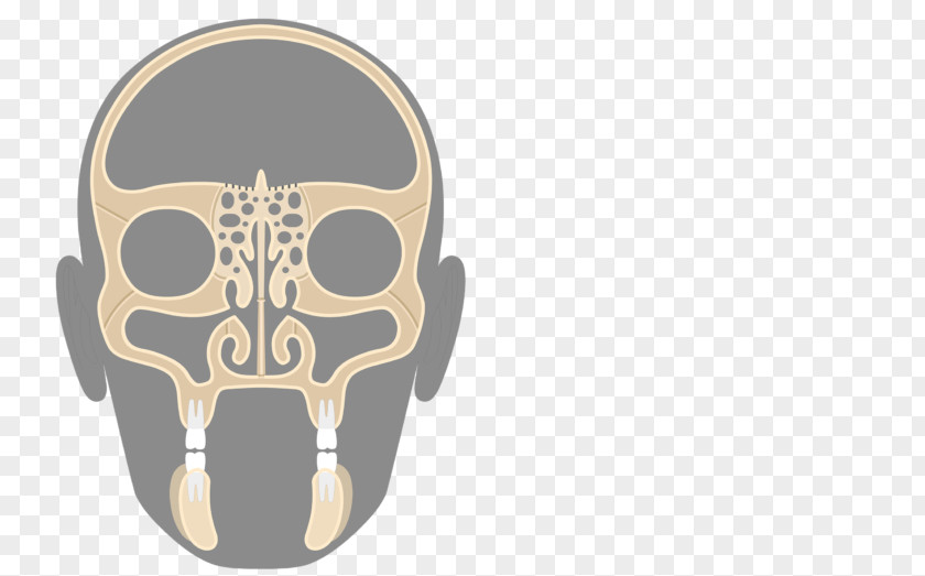 Ethmoid Bone Lateral View Skull Maxilla Sinus PNG