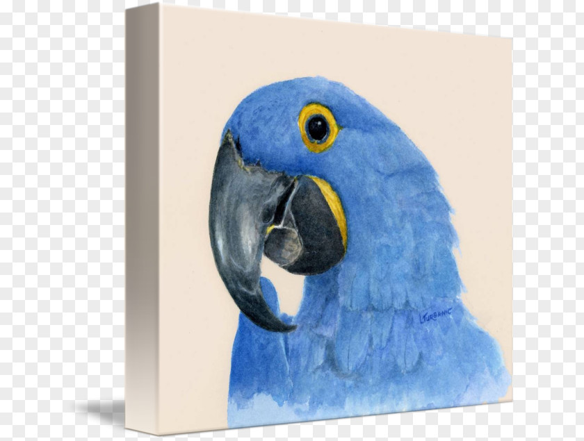 Feather Macaw Parakeet Cobalt Blue Beak PNG