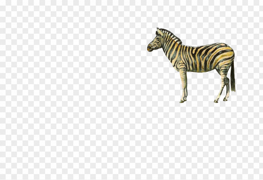 Zebra Quagga Download PNG