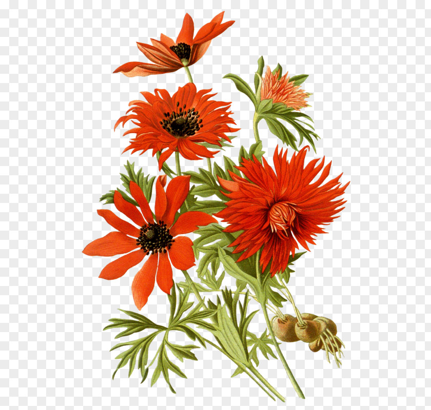 Botanical Illustration Botany DrawingA Handful Of Chrysanthemum Favorite Flowers Garden And Greenhouse PNG