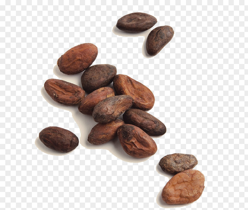 Chocolate Hot Criollo Organic Food Cocoa Bean Solids PNG