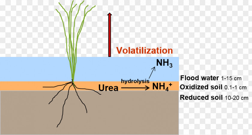 RICE CROP Volatilisation Soil Ammonia Volatilization From Urea Nitrogen PNG