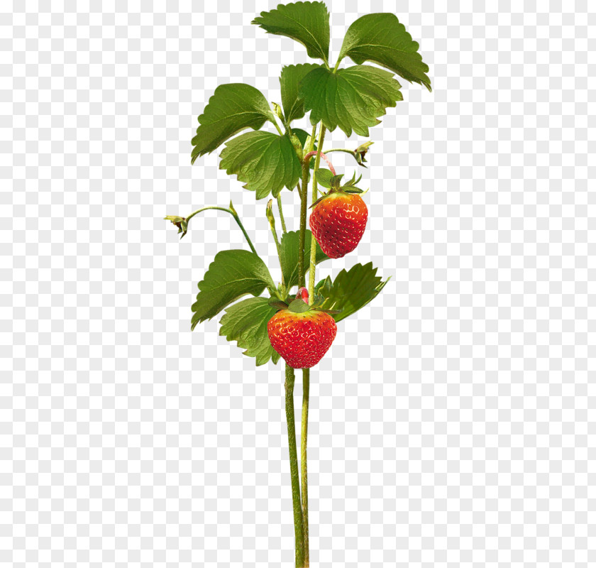 Strawberry Clip Art PNG