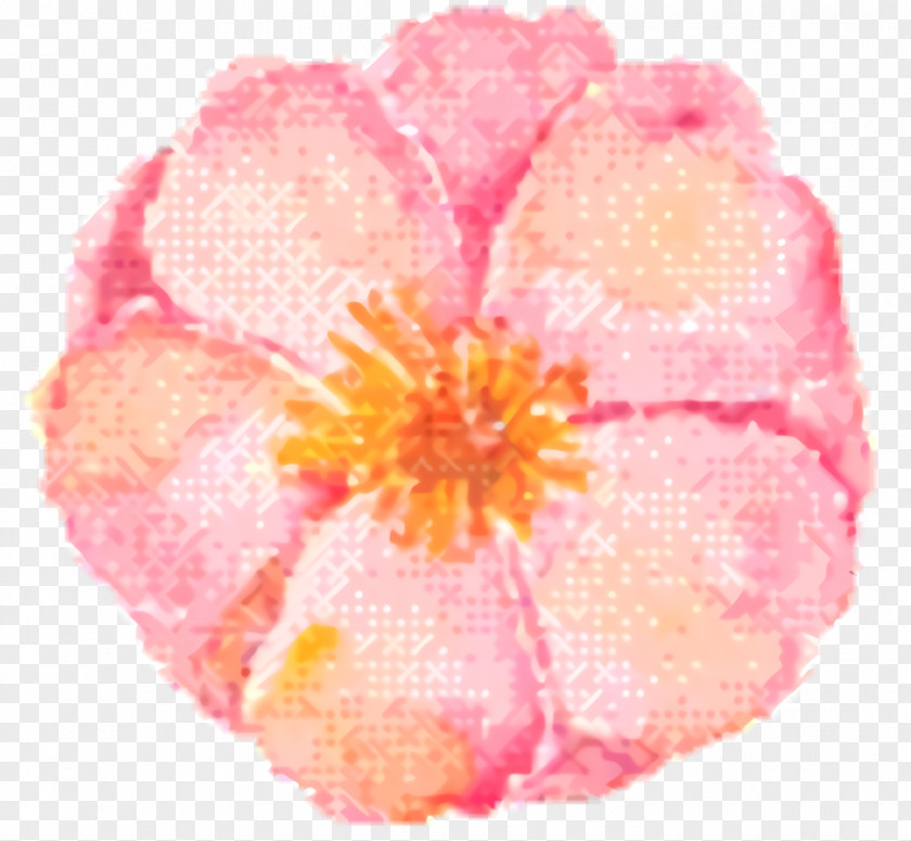 Begonia Perennial Plant Pink Flower Cartoon PNG