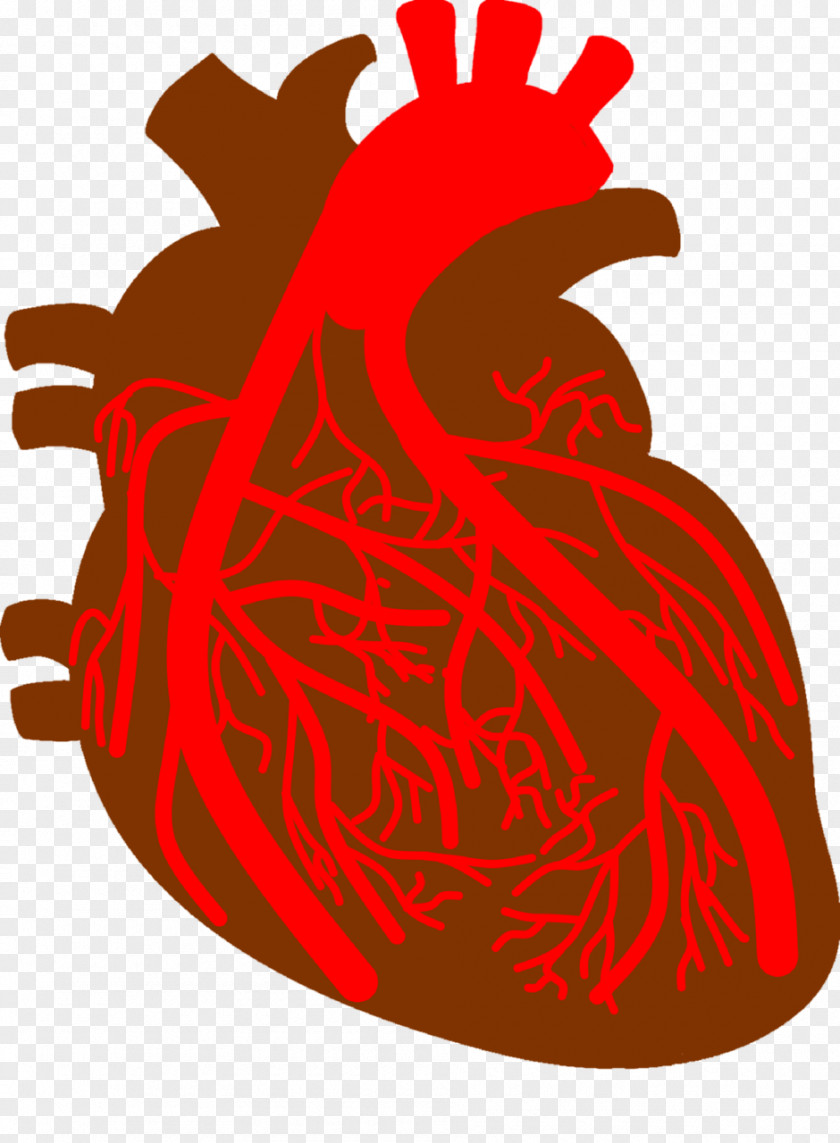 Coronary Sinus Arteries Artery Disease Heart PNG