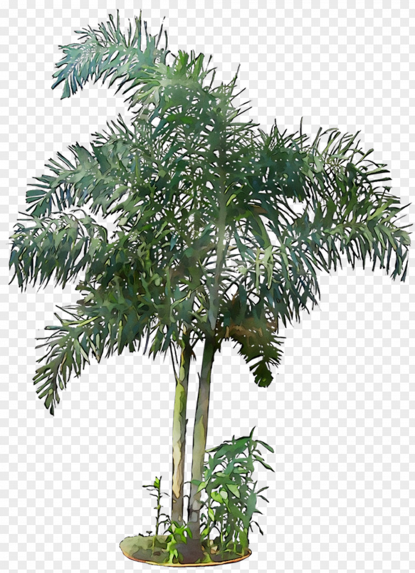 Flowerpot Houseplant Date Palm Shrub Branching PNG