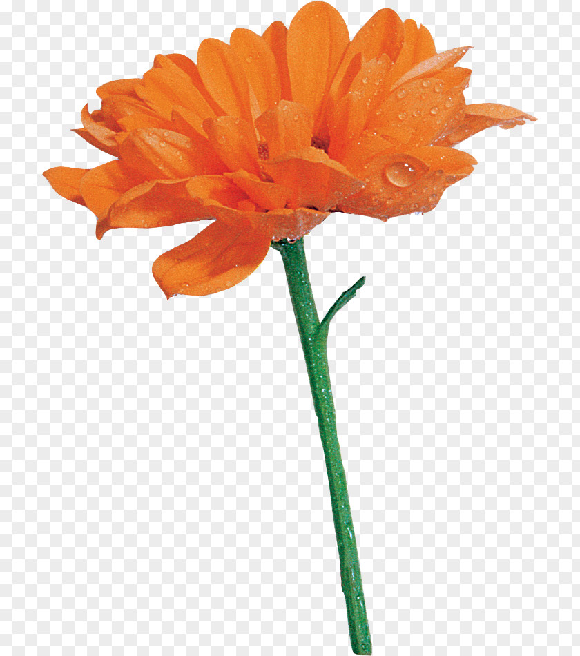 Orange Cut Flowers Transvaal Daisy Common PNG