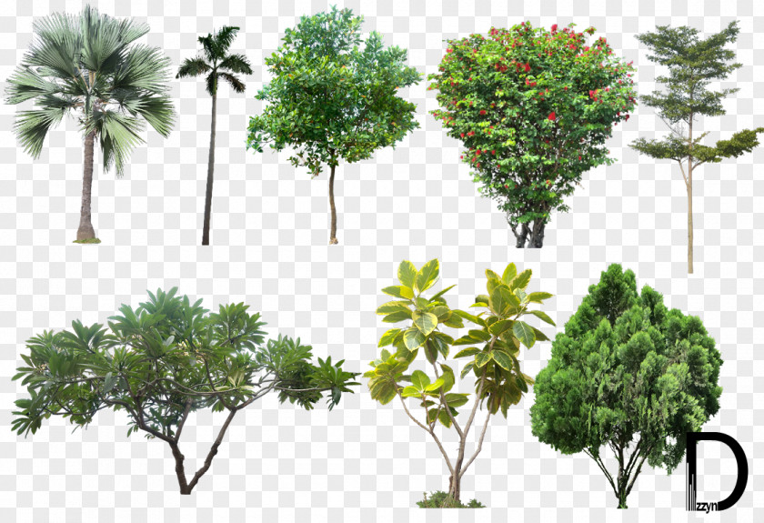 Trees Tree Architectural Rendering PNG
