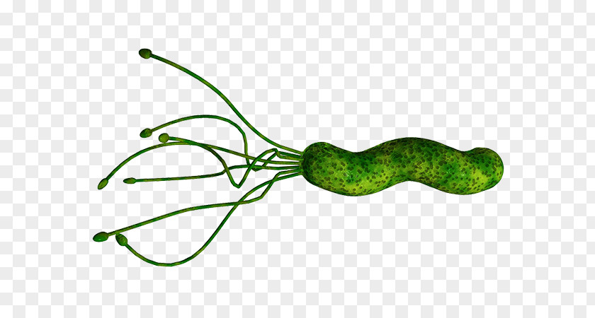 Health Helicobacter Pylori Infection Gastritis Bacteria Peptic Ulcer Disease PNG