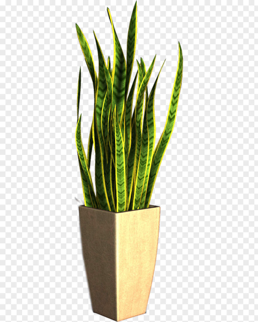 Plant Flowerpot Houseplant Clip Art PNG