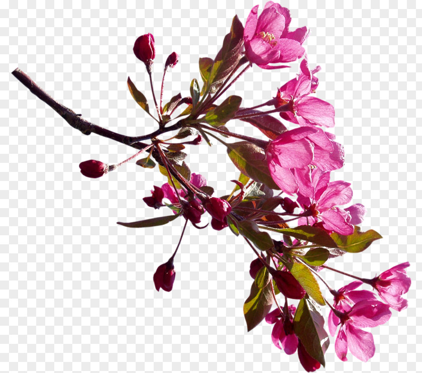 Sakura Branches Flower Branch Blossom Shrub Clip Art PNG