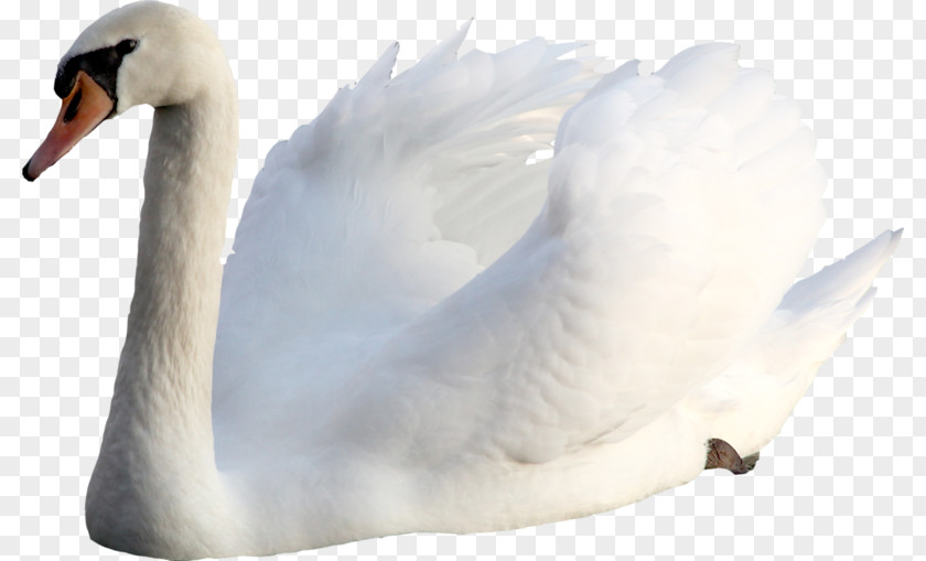Bird Cygnini Goose Photography Duck PNG