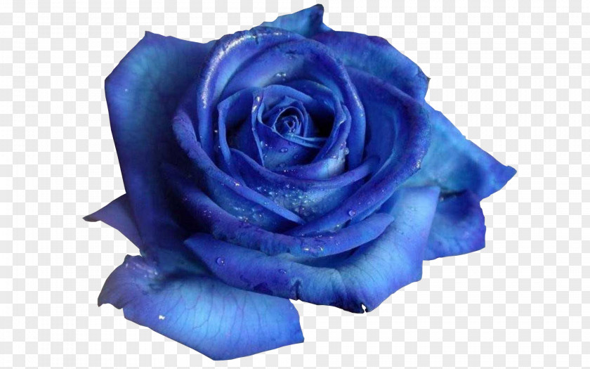 Blue Rose Flower Desktop Wallpaper PNG
