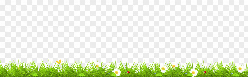 Computer Lawn Green Desktop Wallpaper Grasses PNG