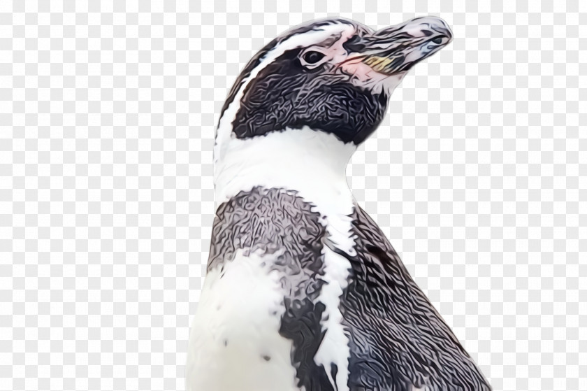 Gentoo Penguin Rockhopper PNG