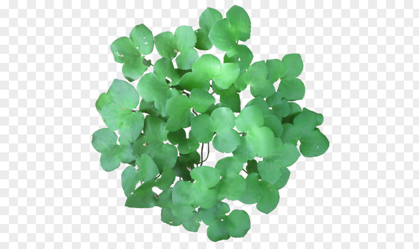 Plant Hepatica DeviantArt English Oak PNG