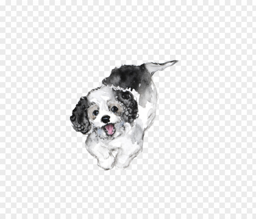 Puppy English Springer Spaniel Setter Cavalier King Charles Stabyhoun PNG