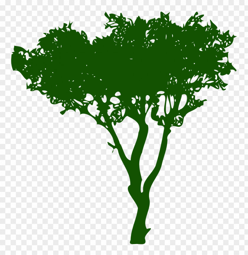 Tree Pathology Lincolnton Fibrofolliculoma Plant PNG