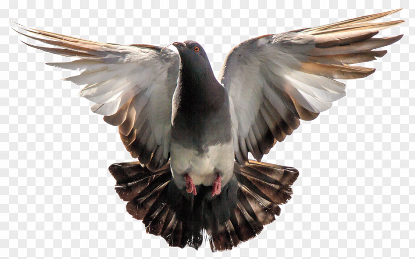 Bird Homing Pigeon Oriental Roller Image PNG
