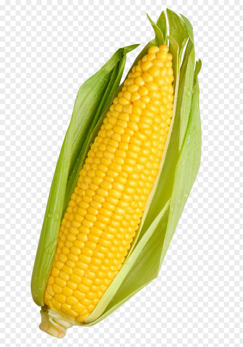 Corn Organic Food Vegetable Maize Baby Sweet PNG