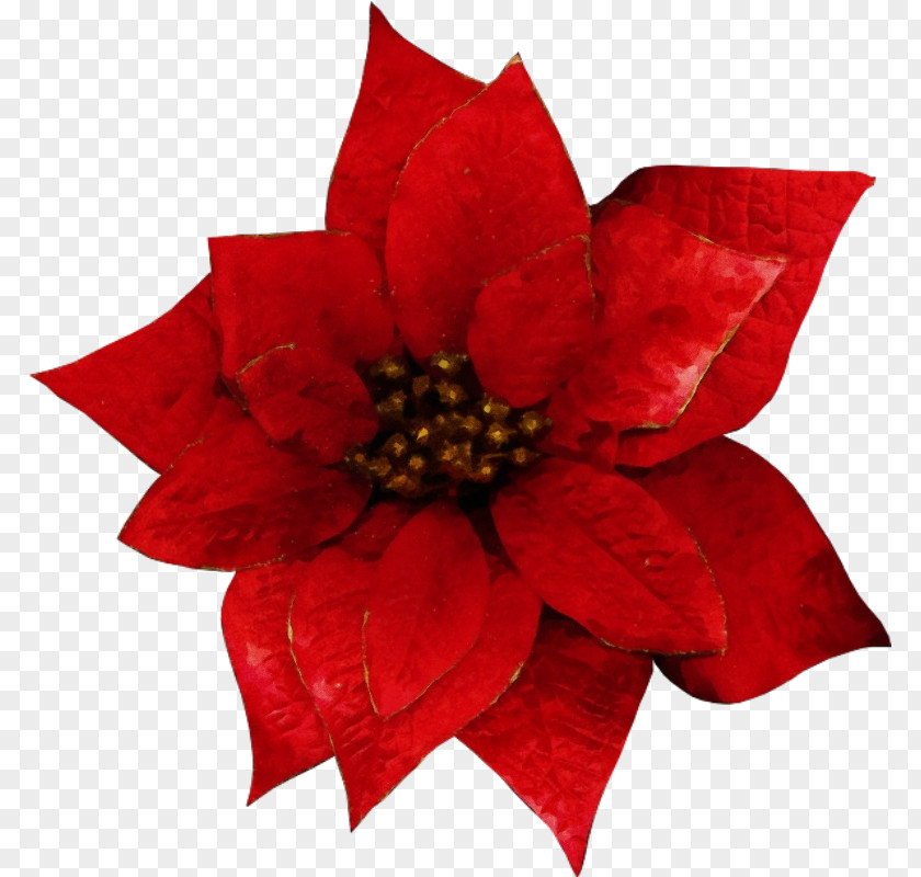 Flowering Plant Flower Red Petal Poinsettia PNG