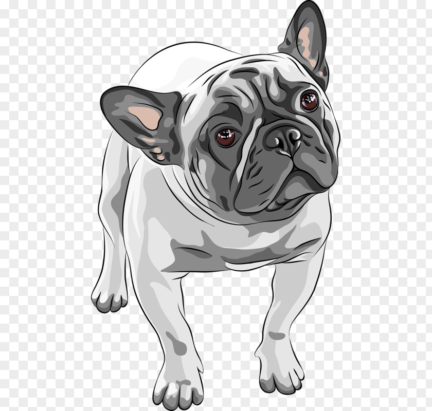 Hand-painted Puppy French Bulldog American PNG