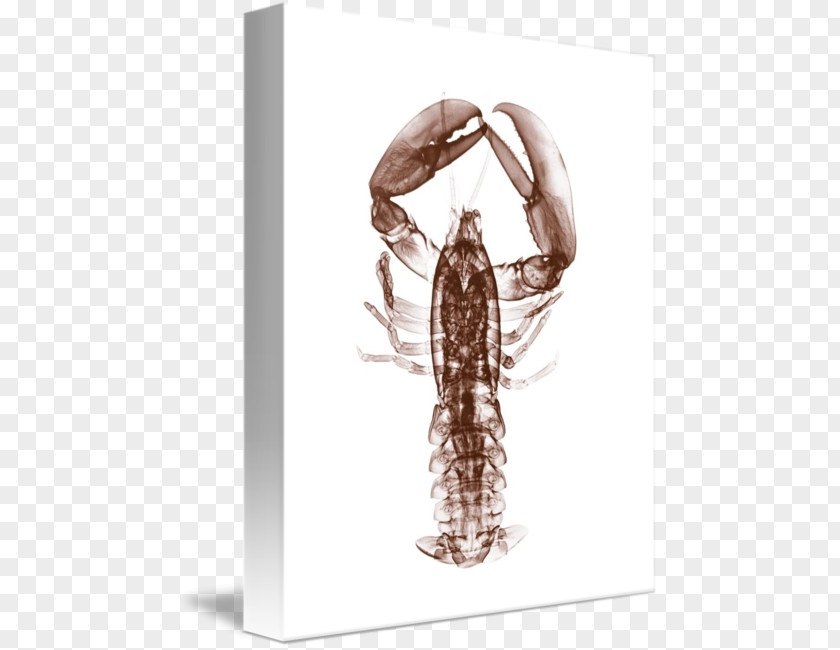 Lobster In Kind Insect Decapoda Gallery Wrap PNG