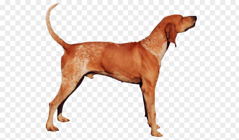Redbone Coonhound American English Black And Tan Foxhound Bluetick PNG
